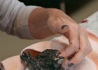 Hand Feeding Jenny.jpg : Chet, Feeding, swifts, topazedit